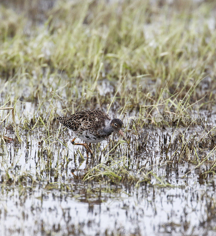 Ruff Wader (Philomachus匕首)很糟糕